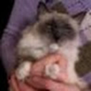 Meet your Posher, Donald